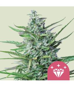 Special Kush  X5 Royal Queen