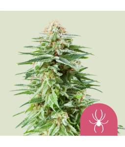 White Widow X10 Royal Queen