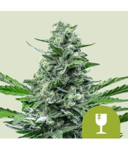 Royal Critical Auto X5...