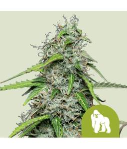 Royal Gorilla Auto Usa X10...