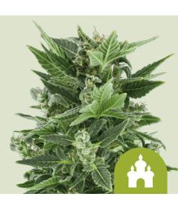 Royal Kush Auto X5 Royal Queen