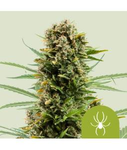 White Widow Auto X5 Royal...