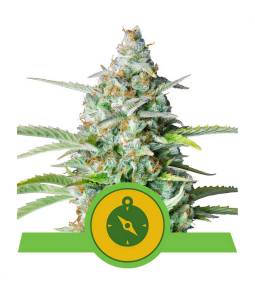 Northern Light Auto X5...