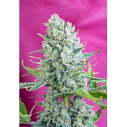 Gorilla Girl ® X3 Sweet Seeds