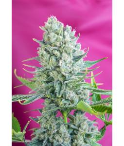 Gorilla Girl ® X3 Sweet Seeds