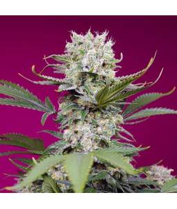 Sweet Mandarine Zkittlez XL...