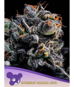 BLUEBERRY BANANA AUTO X5...