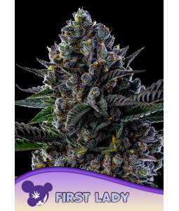 First Lady X3 Anesia Seeds