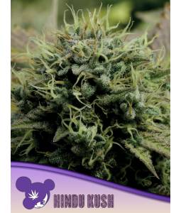HINDU KUSH *X3 ANESIA SEEDS