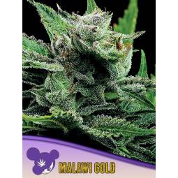 MALAWI GOLD * X3 ANESIA SEEDS