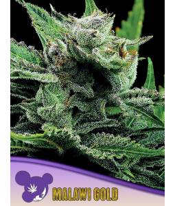 MALAWI GOLD * X3 ANESIA SEEDS