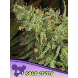 SOUR APPLE * X3 ANESIA SEEDS