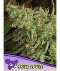 SOUR APPLE * X3 ANESIA SEEDS