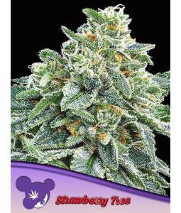 STRAWBERRY TREE * X3 ANESIA...