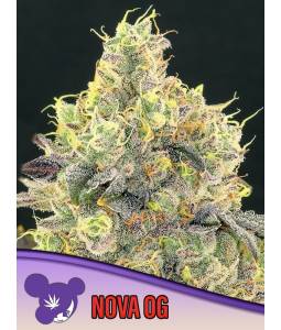 NOVA OG * X3 ANESIA SEEDS