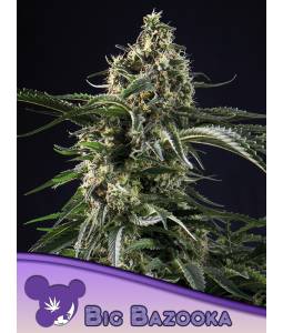 BIG BAZOOKA * X3 ANESIA SEEDS