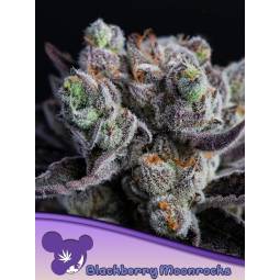 BLACKBERRY MOONROCKS ® * X3...