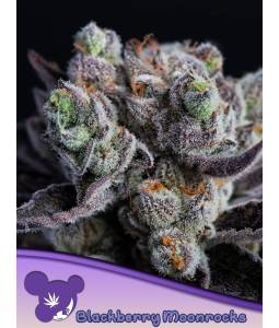 BLACKBERRY MOONROCKS ® * X3...