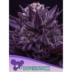 IMPERIUM X * X3 ANESIA SEEDS