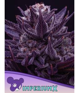 IMPERIUM X * X3 ANESIA SEEDS