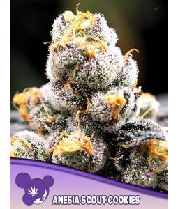 ANESIA SCOUT COOKIES * X5...