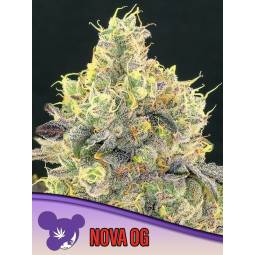 NOVA OG * X5 ANESIA SEEDS