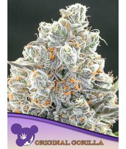 ORIGINAL GORILLA 4 * X5...