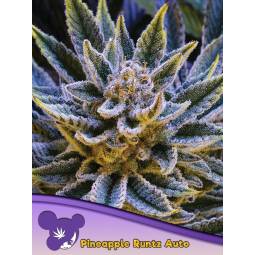 PINEAPPLE RUNTZ AUTO X5...