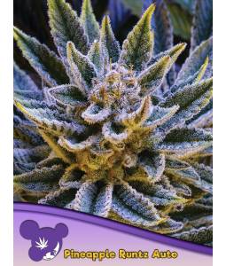 PINEAPPLE RUNTZ AUTO X5...