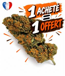 Orange Bud CBDV 5g