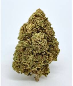 Amnesia 3g