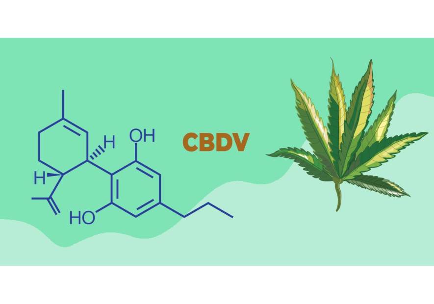 Tout savoir sur le CBDV : Un cannabinoïde prometteur