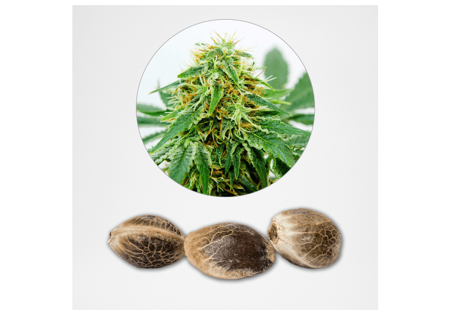 Comment bien choisir ses graines de cannabis de collection?