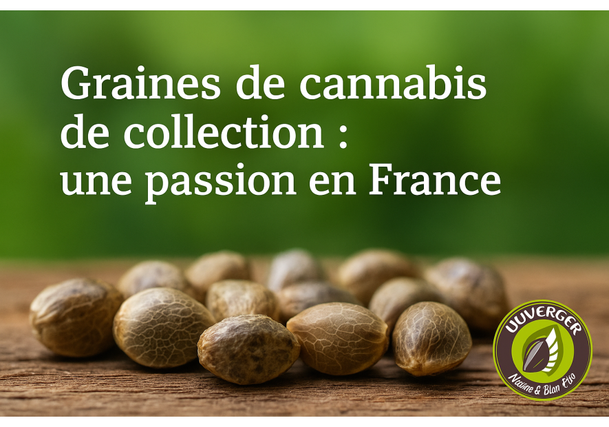Graines de cannabis de collection en France | Passion & Légalité – Duverger Nature & Bien-Être