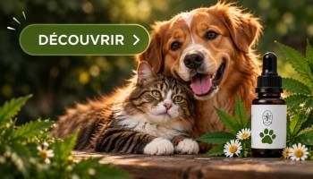 CBD Animaux